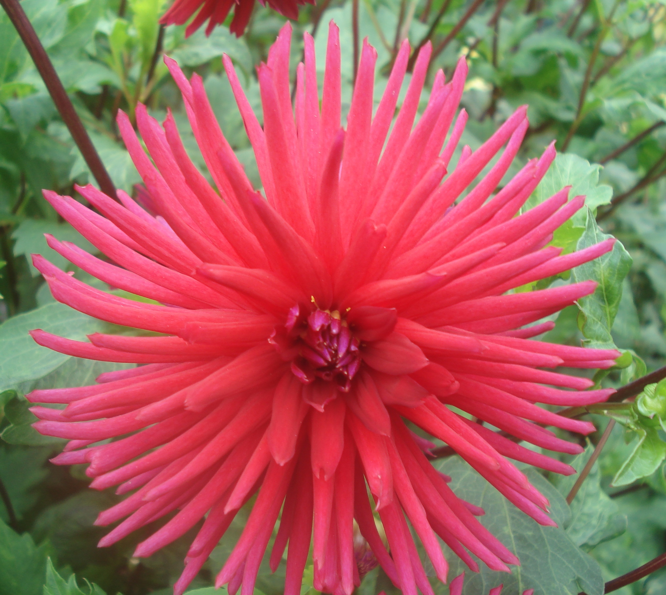 Josudi Hercules.jpg (7060 bytes)